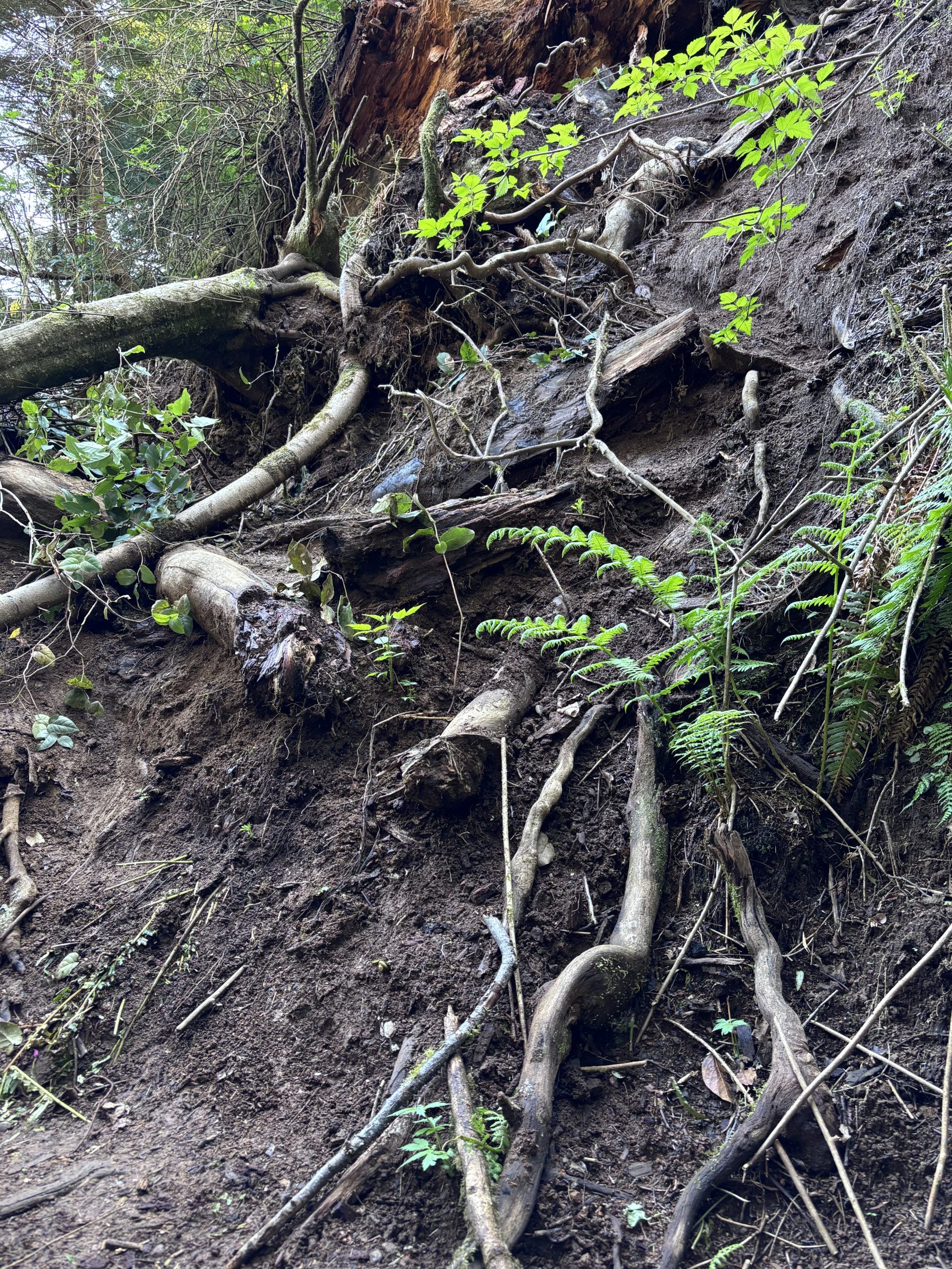Exposed tree roots clinging to a steep, eroded hillside in a forest, with green ferns and leaves growing amid dark, loose soil.