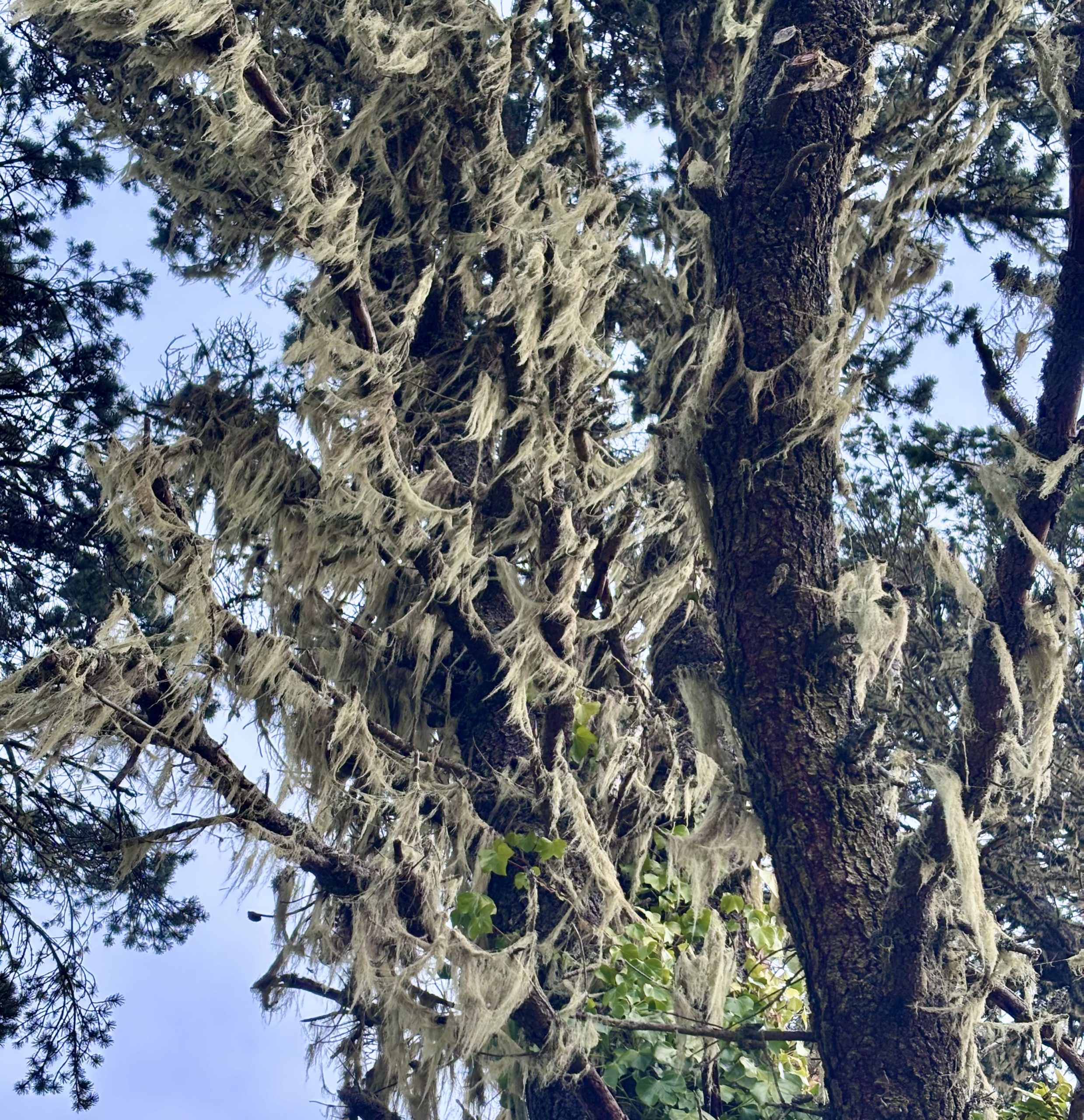 Close-up of a conifer tree covered in lace lichen (Ramalina menziesii), also known as “Spanish moss of the West,” hanging in delicate wisps from branches in a coastal forest setting.