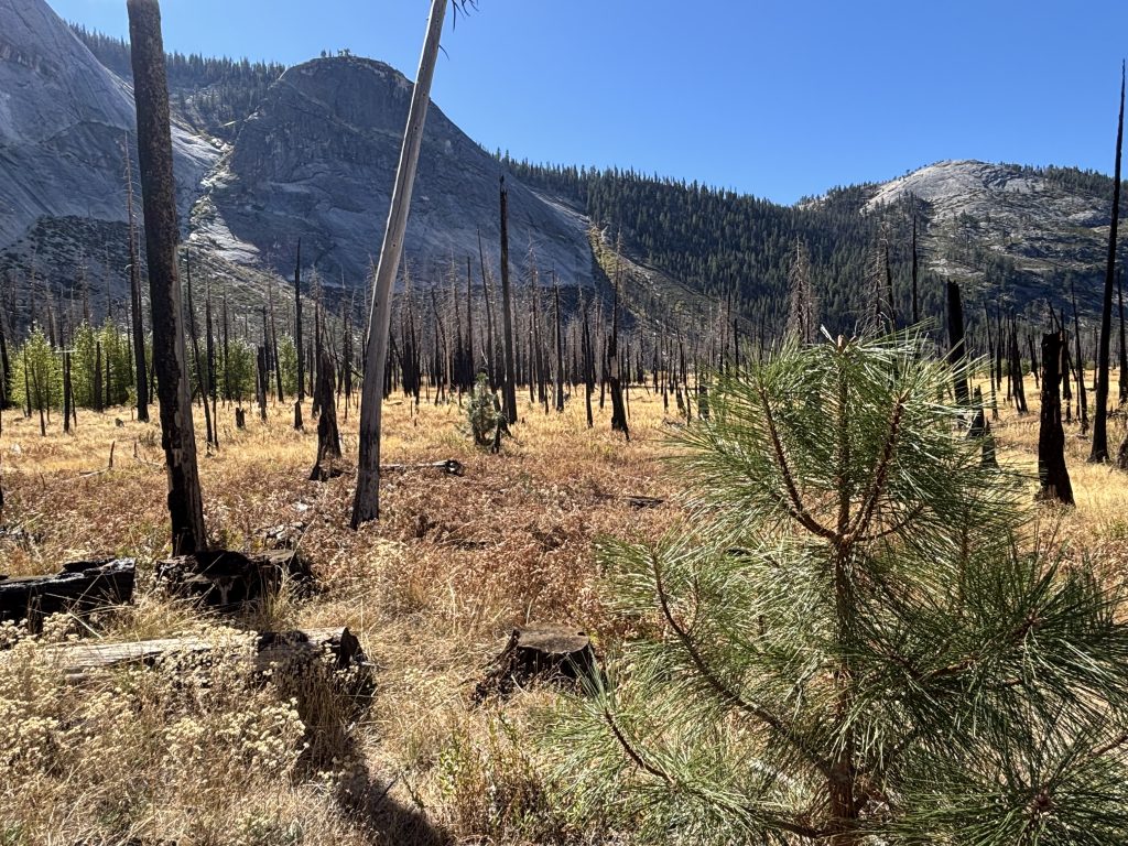 A close-up shot of a small, resilient pine tree growing amidst the charred remains of a burned forest.