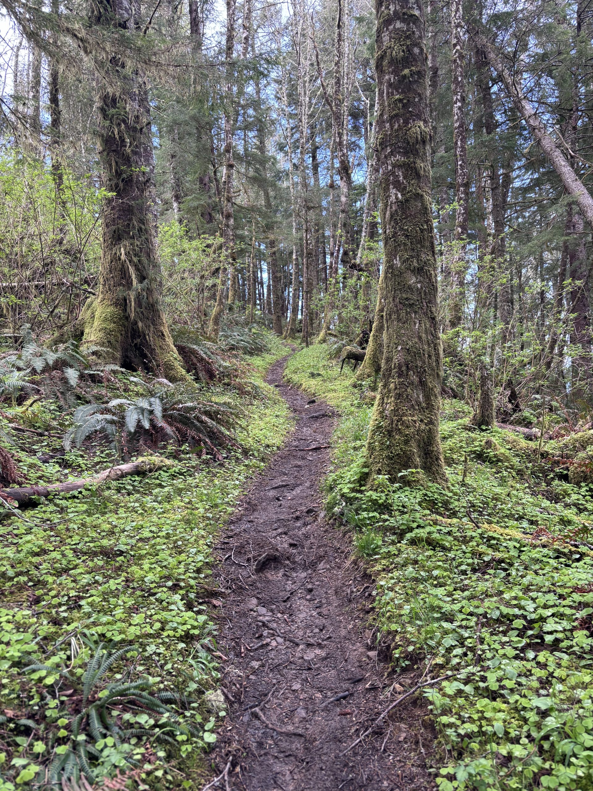 Single-track hiking trail winding uphill through a mossy, green temperate rainforest on the Tillamook Head section of the Oregon Coast Trail.