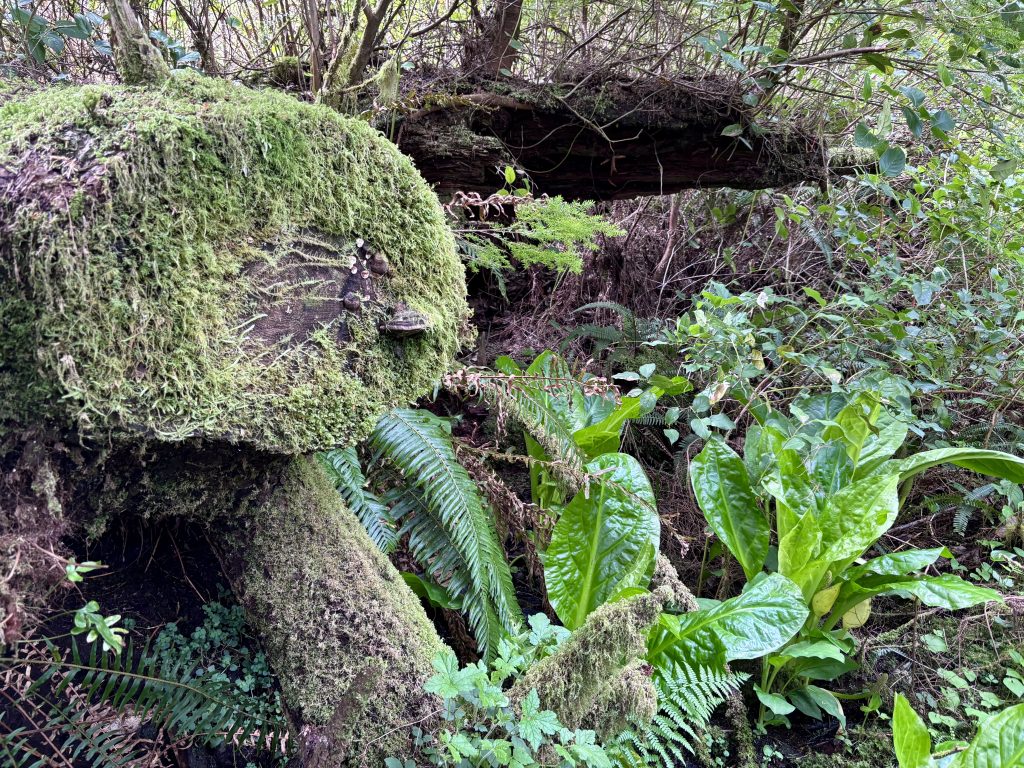 A low-angle shot of a massive tree trunk covered in lush green moss. The roots of the tree are exposed, creating a grotto-like space, and vibrant ferns and other foliage flourish around it.