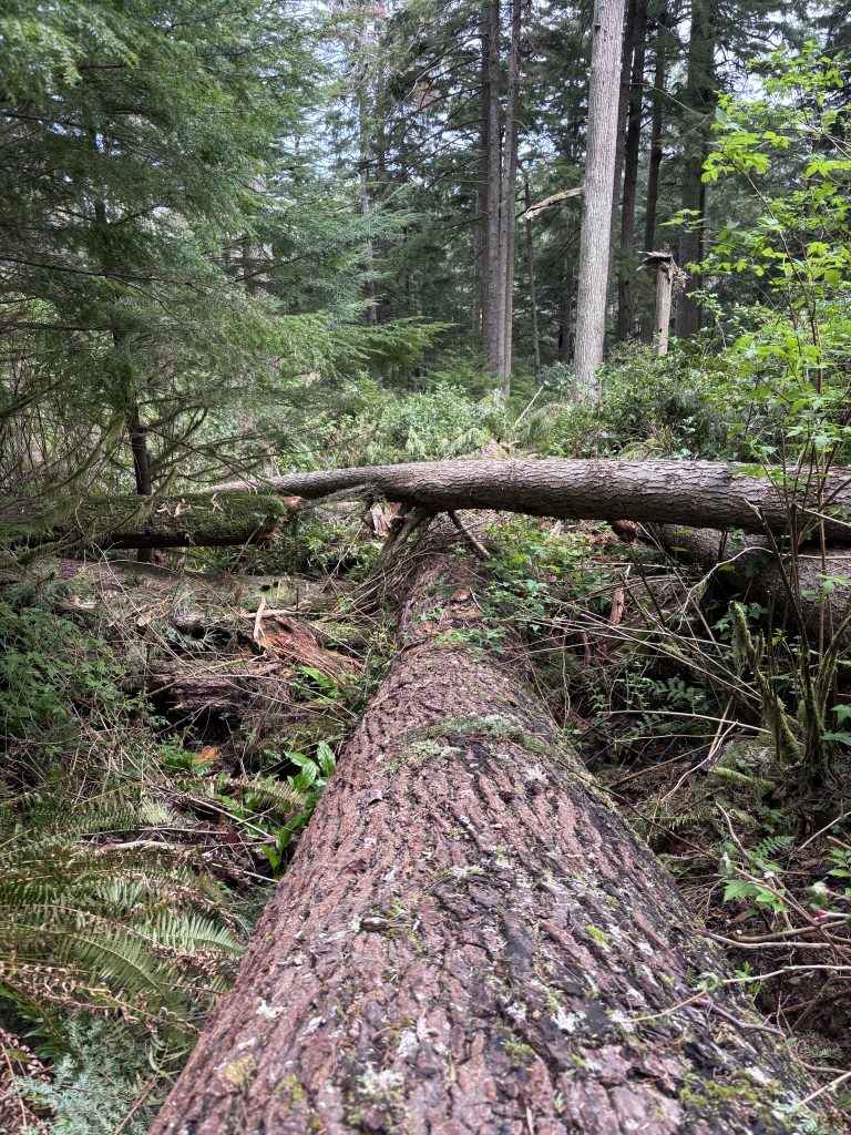 A view of multiple fallen logs traversing a muddy trail through a dense forest. The logs create a natural stepping stone path through the woodland setting.