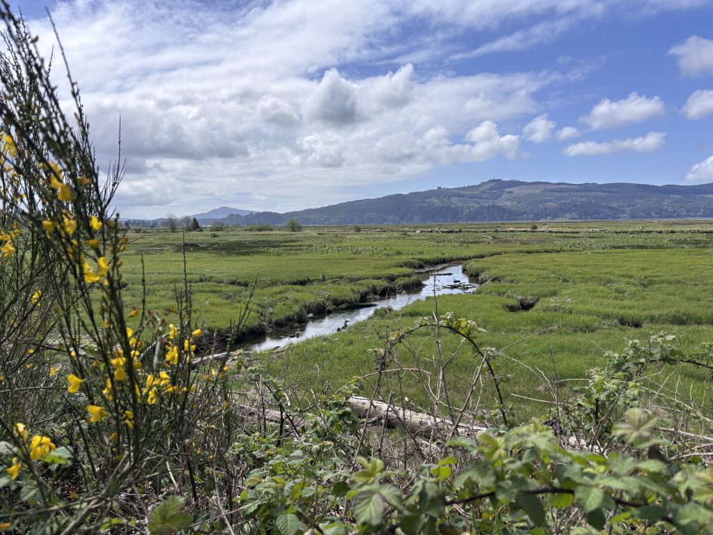 View of lush green coastal marshland and winding tidal stream beneath partly cloudy skies near Tillamook Bay, Oregon.