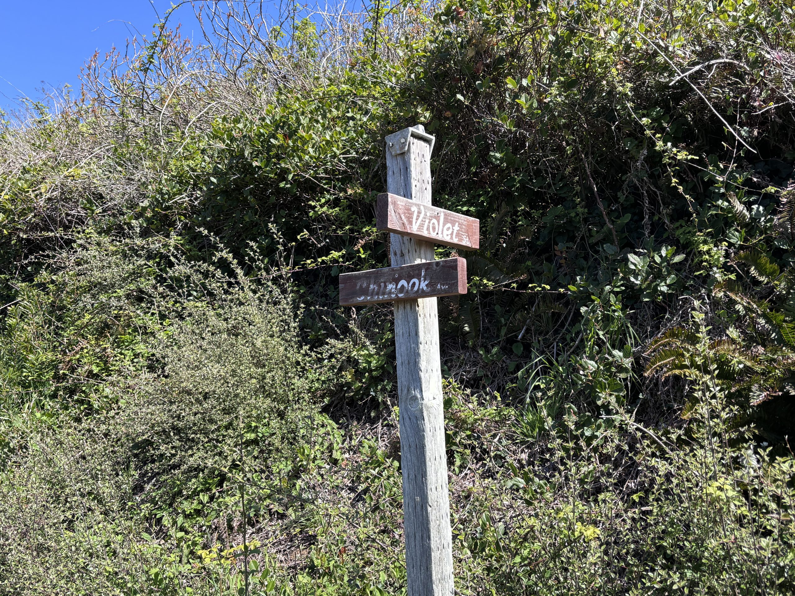 Wooden street signpost labeled Violet and Chinook Avenue surrounded by dense coastal vegetation.